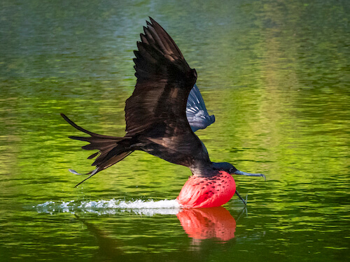 christmas island swell lodge photo tour example 8